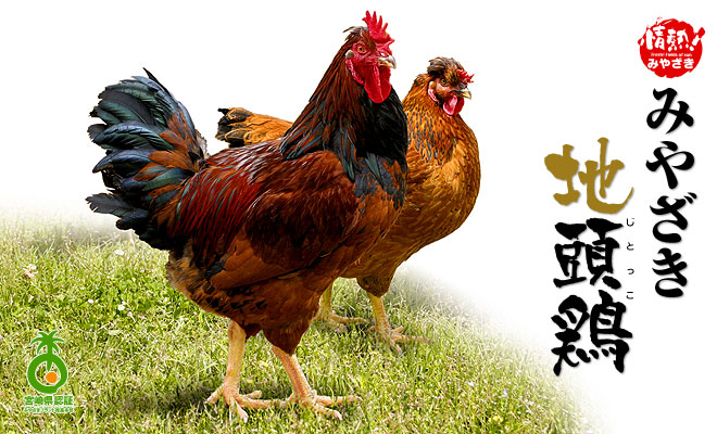 http://www.miyazakibrand.jp/brand-list/03-chicken/img/subject.jpg