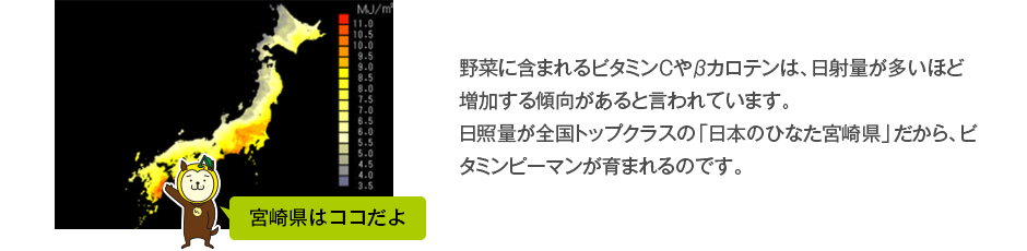 野菜に含まれるビタミンＣやβカロテンは、日射量が多いほど増加する傾向があると言われています。日照量が全国トップクラスの「日本のひなた宮崎県」だから、ビタミンピーマンが育まれるのです。