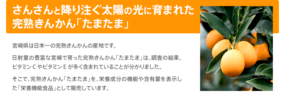 さんさんと降り注ぐ太陽の光に育まれた完熟きんかん「たまたま」  宮崎県は日本一の完熟きんかんの産地です。日射量の豊富な宮崎で育った完熟きんかん「たまたま」は、調査の結果、ビタミンＣやビタミンＥが多く含まれていることが分かりました。そこで、完熟きんかん「たまたま」を、栄養成分の機能や含有量を表示した「栄養機能食品」として販売しています。