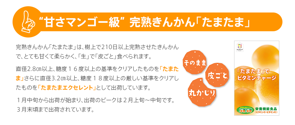 “甘さマンゴー級” 完熟きんかん「たまたま」 完熟きんかん「たまたま」は、樹上で210日以上完熟させたきんかんで、とても甘くて柔らかく、「生」で「皮ごと」食べられます。直径2.8㎝以上、糖度１６度以上の基準をクリアしたものを「たまたま」さらに直径3.2㎝以上、糖度１８度以上の厳しい基準をクリアしたものを「たまたまエクセレント」として出荷しています。１月中旬から出荷が始まり、出荷のピークは２月上旬～中旬です。３月末頃まで出荷されています。