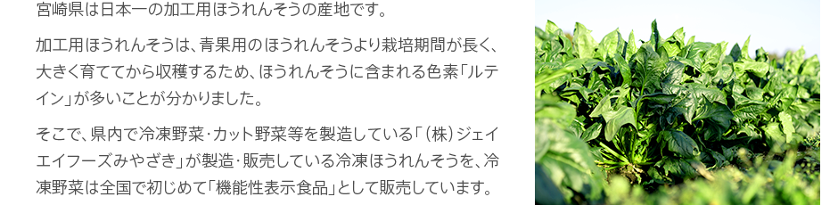 宮崎県は日本一の加工用ほうれんそうの産地です。加工用ほうれんそうは、青果用のほうれんそうより栽培期間が長く、大きく育ててから収穫するため、ほうれんそうに含まれる色素「ルテイン」が多いことが分かりました。そこで、県内で冷凍野菜・カット野菜等を製造している「（株）ジェイエイフーズみやざき」が製造・販売している冷凍ほうれんそうを、冷凍野菜は全国で初じめて「機能性表示食品」として販売しています。