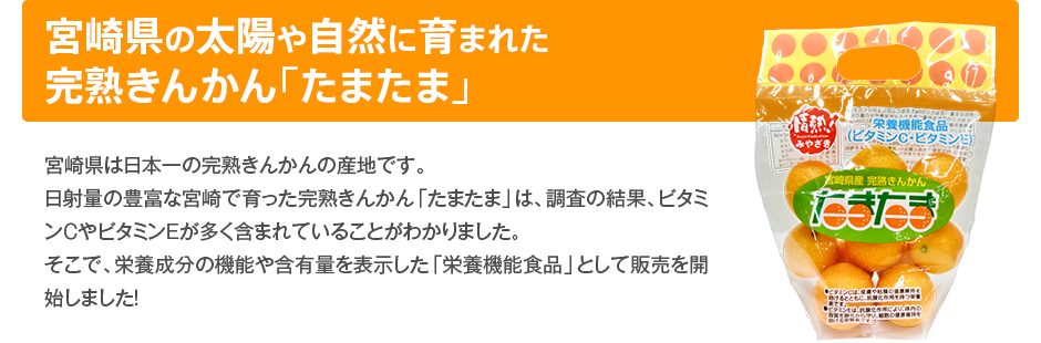 宮崎県の太陽や自然に育まれた完熟きんかん「たまたま」 宮崎県は日本一の完熟きんかんの産地です。日射量の豊富な宮崎で育った完熟きんかん「たまたま」は、調査の結果、ビタミンＣやビタミンＥが多く含まれていることがわかりました。そこで、栄養成分の機能や含有量を表示した「栄養機能食品」として販売を開始しました！