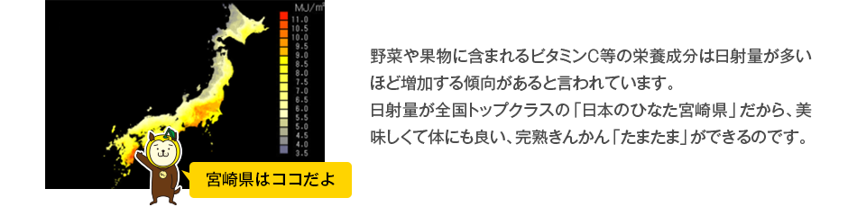 野菜や果物に含まれるビタミンＣ等の栄養成分は日射量が多いほど増加する傾向があると言われています。日射量が全国トップクラスの「日本のひなた宮崎県」だから、美味しくて体にも良い、完熟きんかん「たまたま」ができるのです。