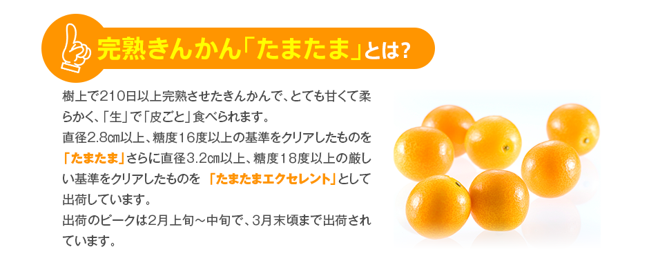 完熟きんかん「たまたま」とは? 樹上で210日以上完熟させたきんかんで、とても甘くて柔らかく、「生」で「皮ごと」食べられます。直径2.8㎝以上、糖度１６度以上の基準をクリアしたものを「たまたま」さらに直径3.2㎝以上、糖度１８度以上の厳しい基準をクリアしたものを 「たまたまエクセレント」として出荷しています。出荷のピークは２月上旬～中旬で、３月末頃まで出荷されています。