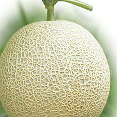 ݂₴ݻ